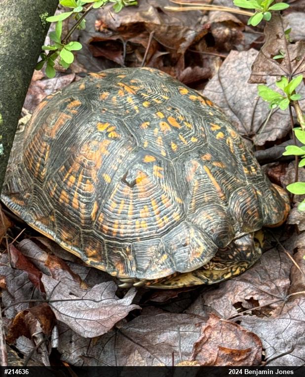 Eastern Box Turtle