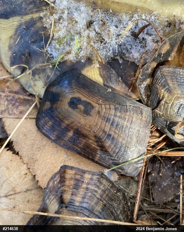 Eastern Box Turtle