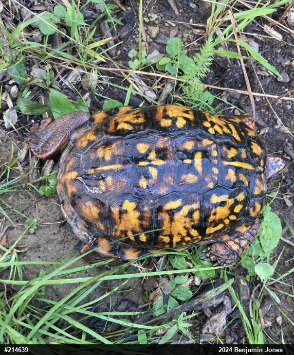 Eastern Box Turtle