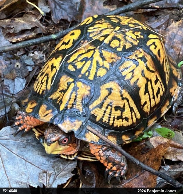 Eastern Box Turtle