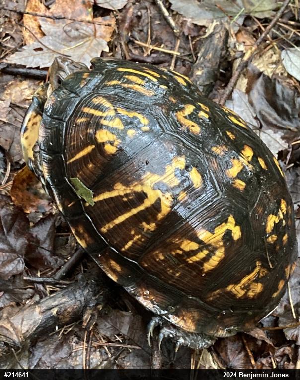 Eastern Box Turtle
