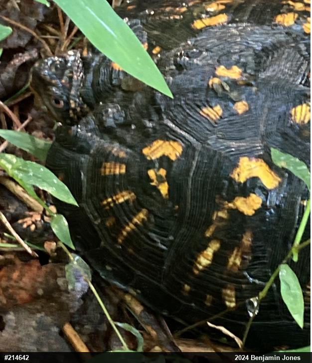 Eastern Box Turtle