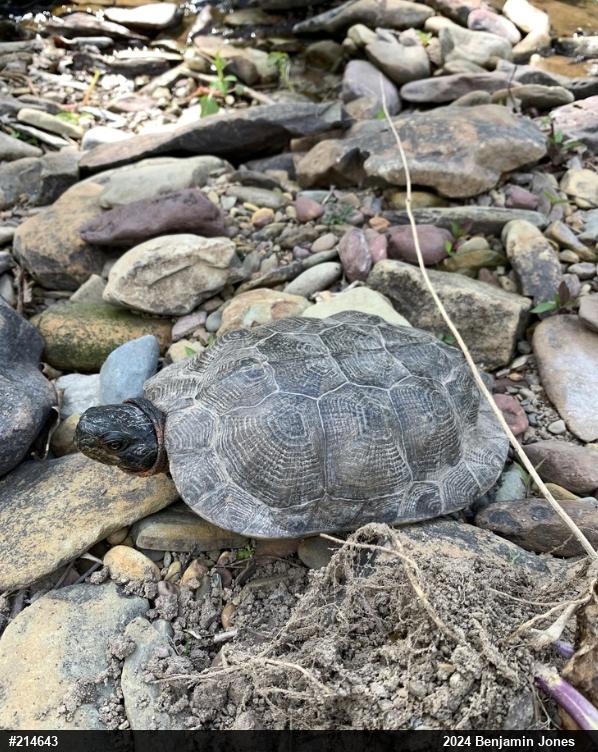 Wood Turtle