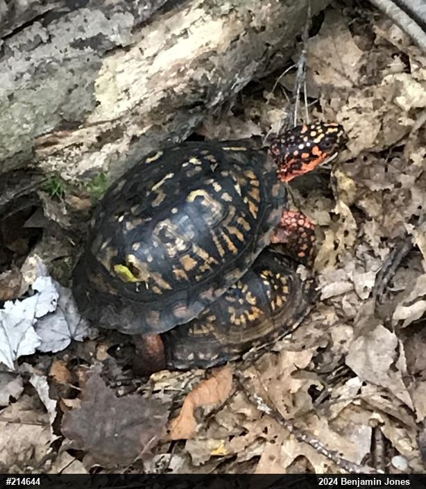 Eastern Box Turtle
