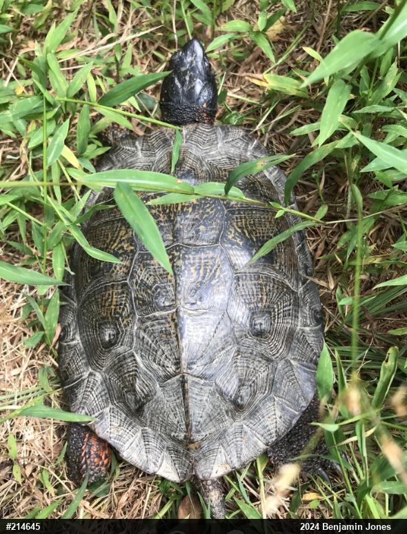 Wood Turtle