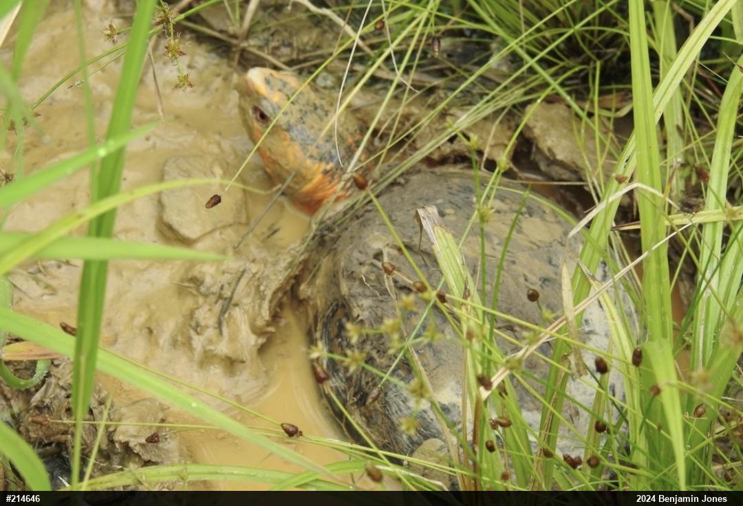 Eastern Box Turtle