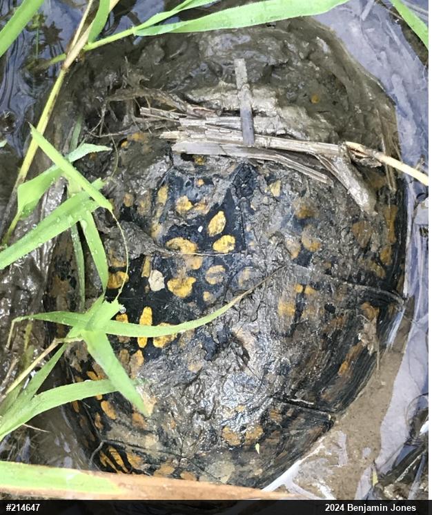 Eastern Box Turtle
