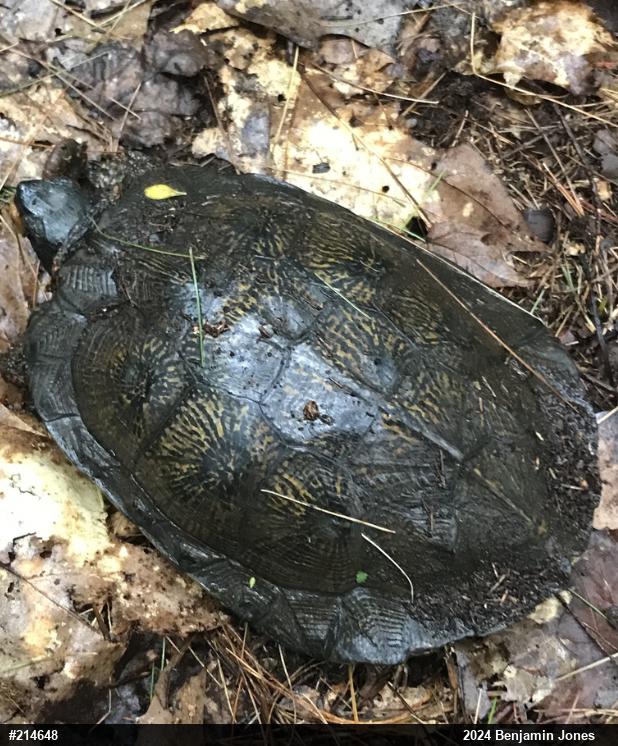 Wood Turtle