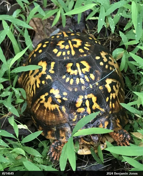 Eastern Box Turtle