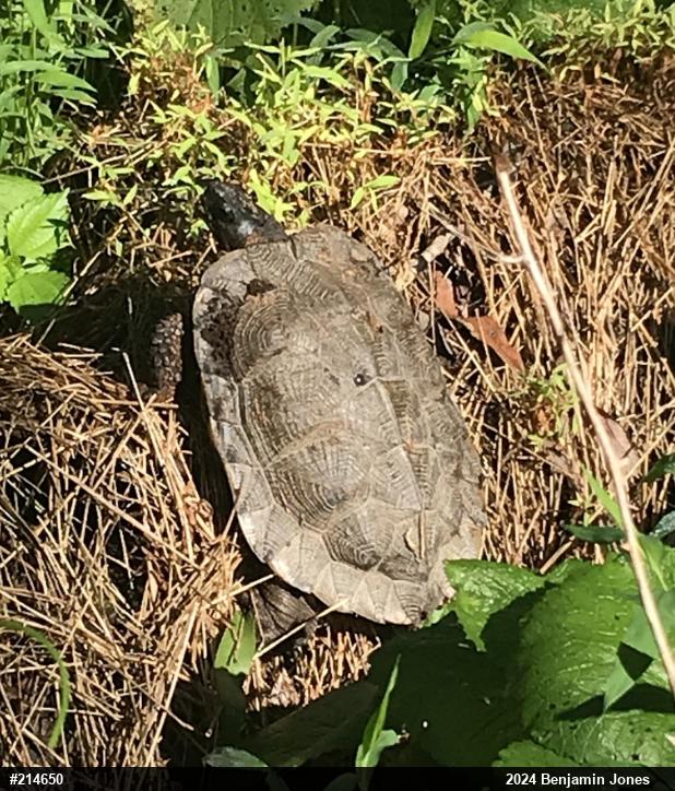 Wood Turtle