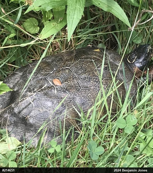 Wood Turtle