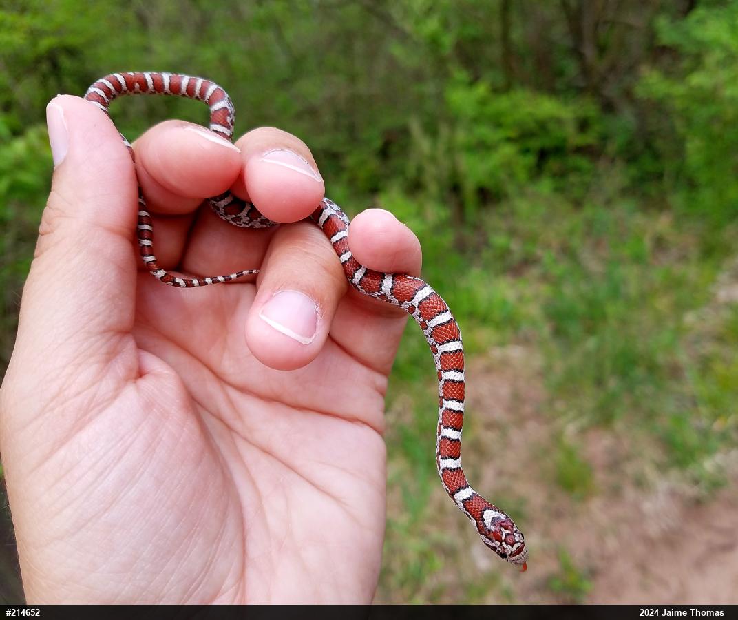 Eastern Milksnake