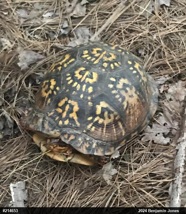Eastern Box Turtle