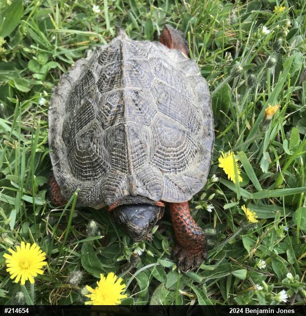 Wood Turtle