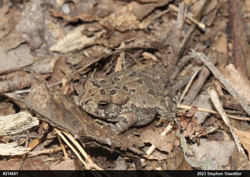 Fowler's Toad