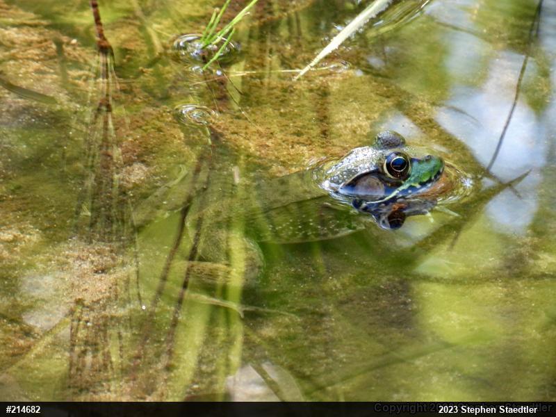 Green Frog
