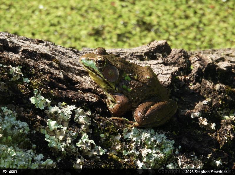 Green Frog