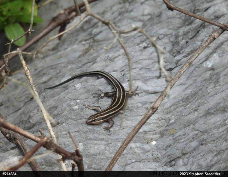 Common Five-lined Skink