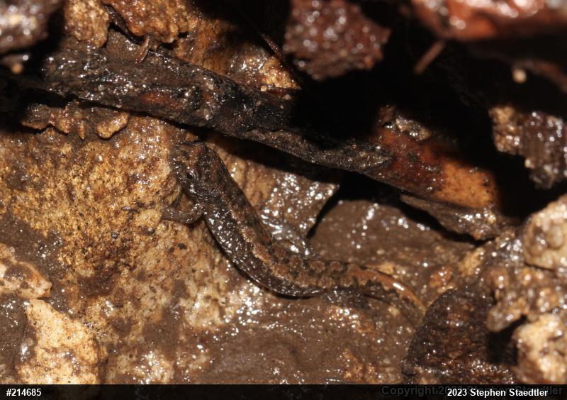 Northern Dusky Salamander