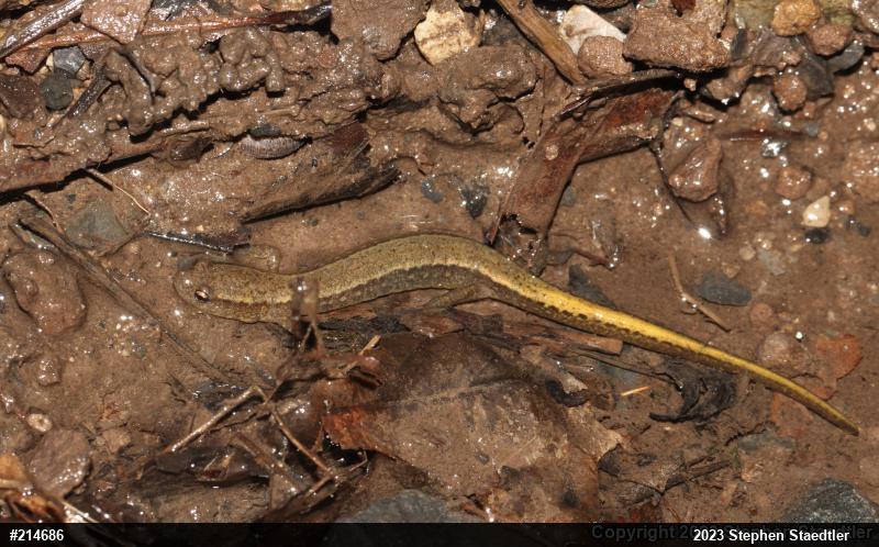 Northern Two-lined Salamander