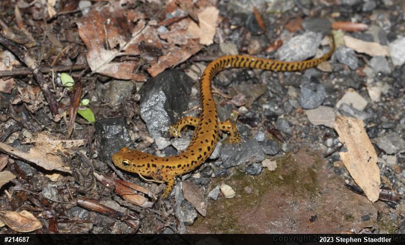 Eastern Long-tailed Salamander