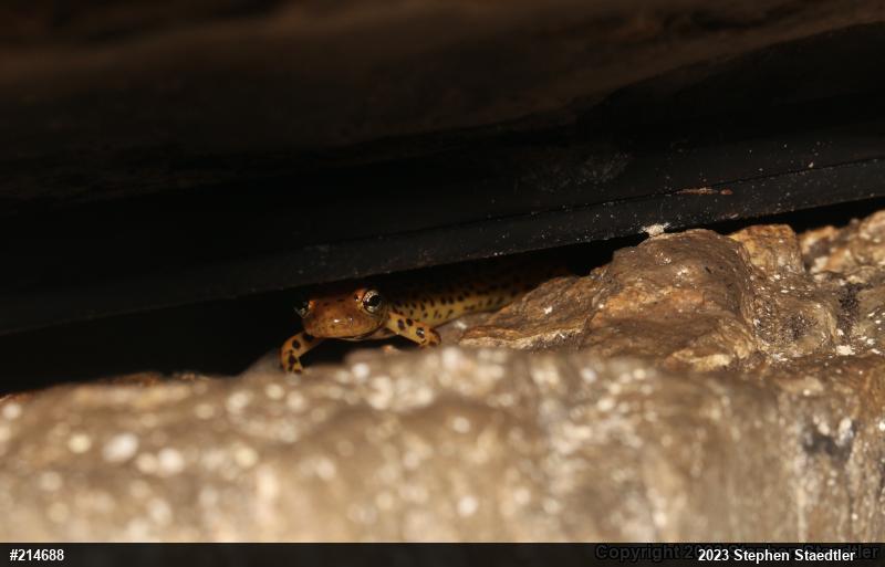 Eastern Long-tailed Salamander