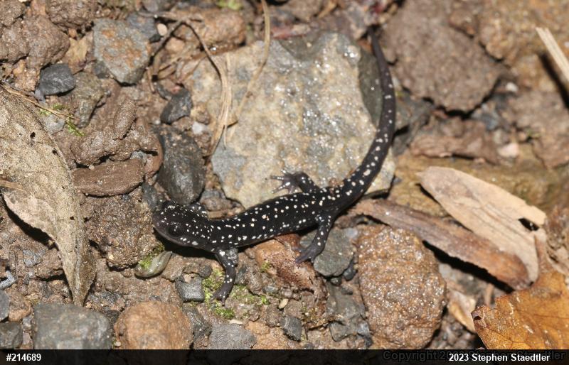 Northern Slimy Salamander