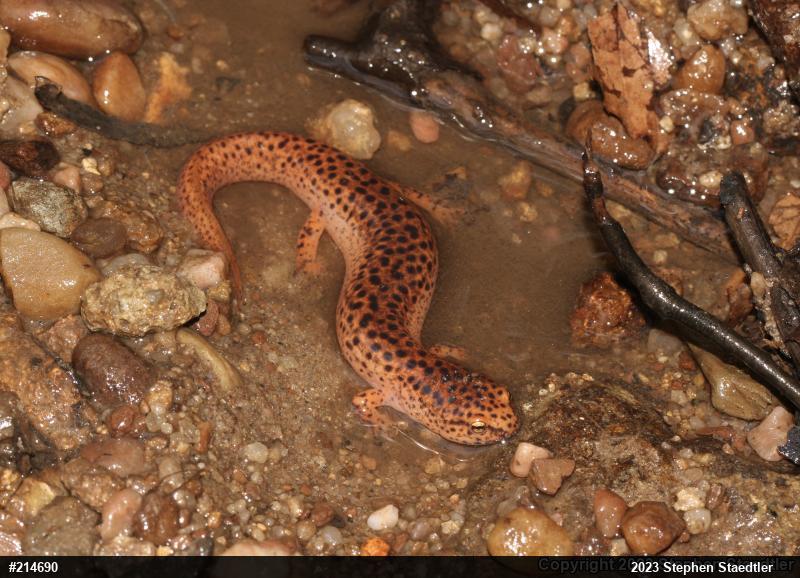 Northern Red Salamander