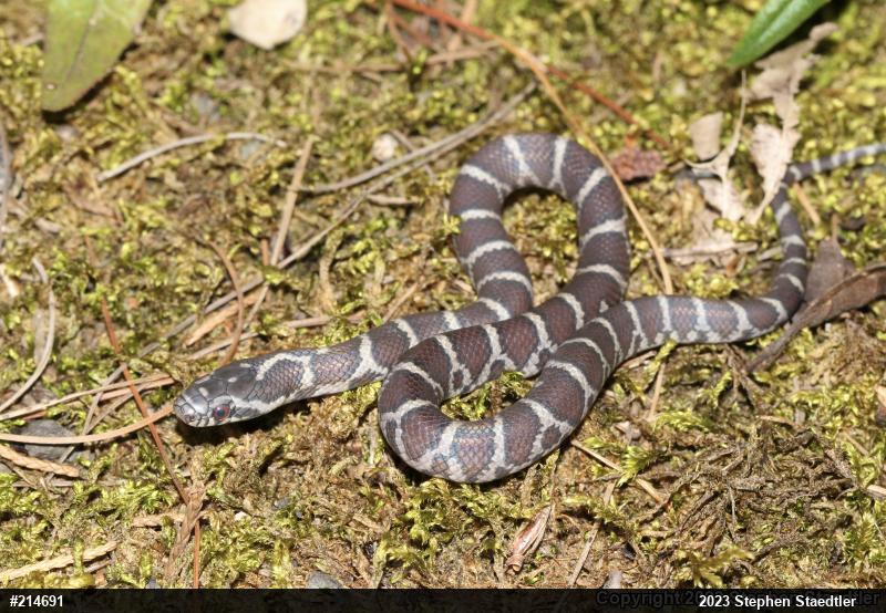 Eastern Milksnake