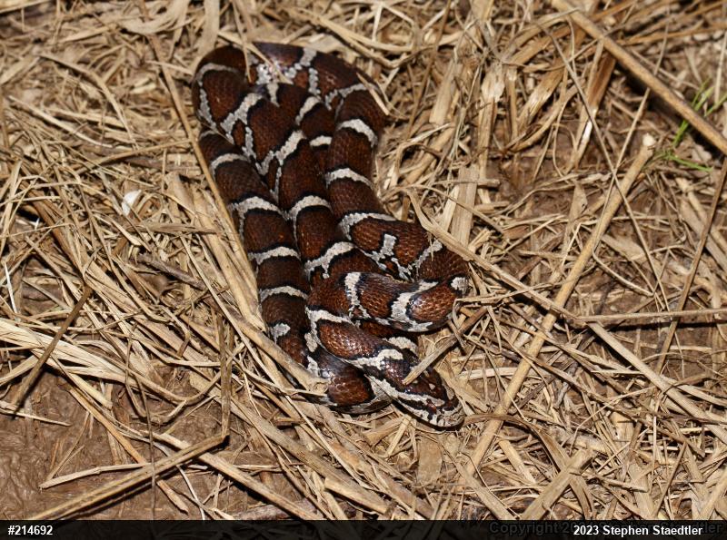 Eastern Milksnake