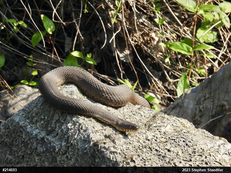 Northern Watersnake