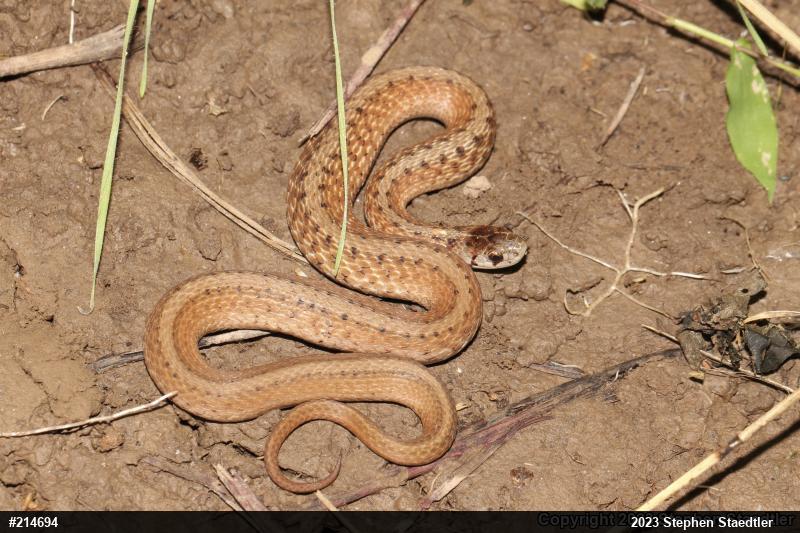 Dekay's Brownsnake