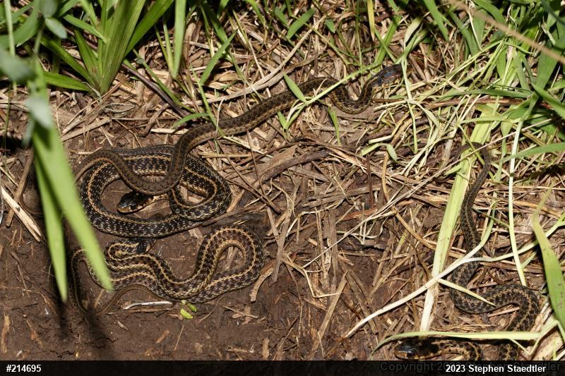 Eastern Gartersnake