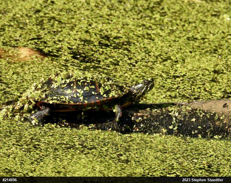 Painted Turtle