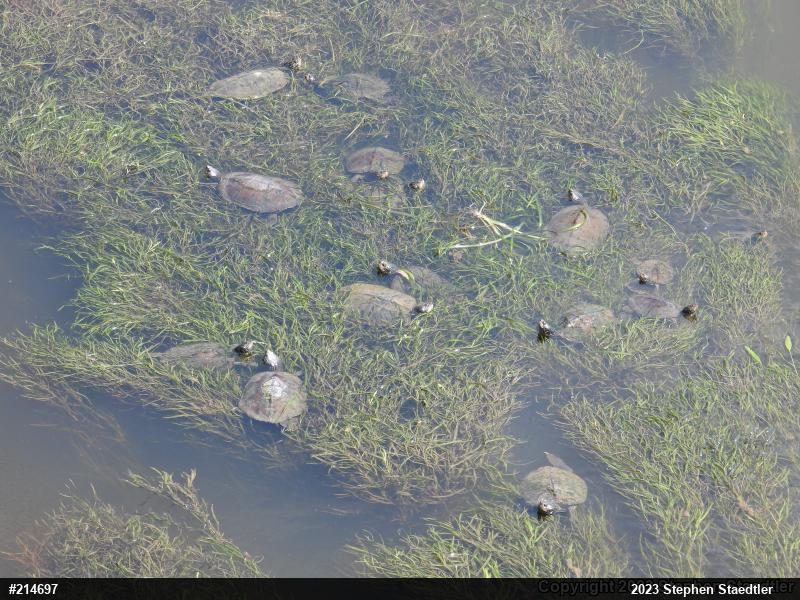 Northern Map Turtle