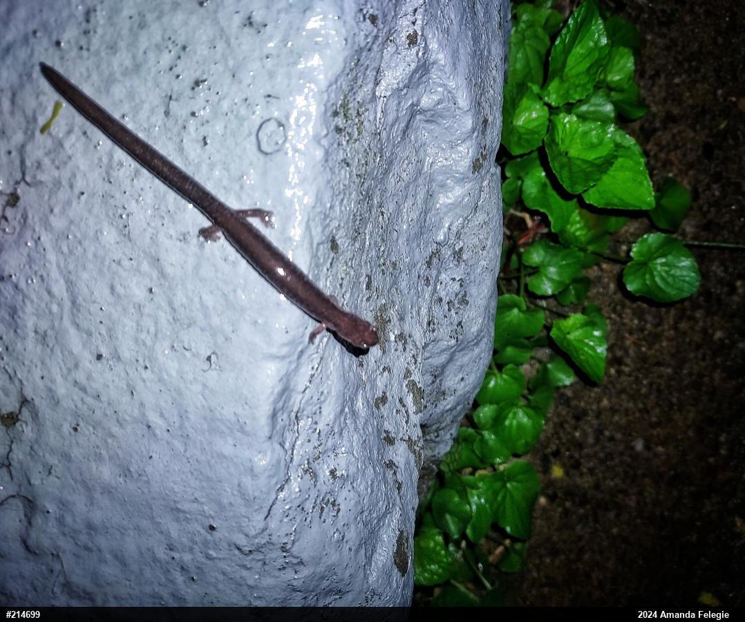 Eastern Red-backed  Salamander