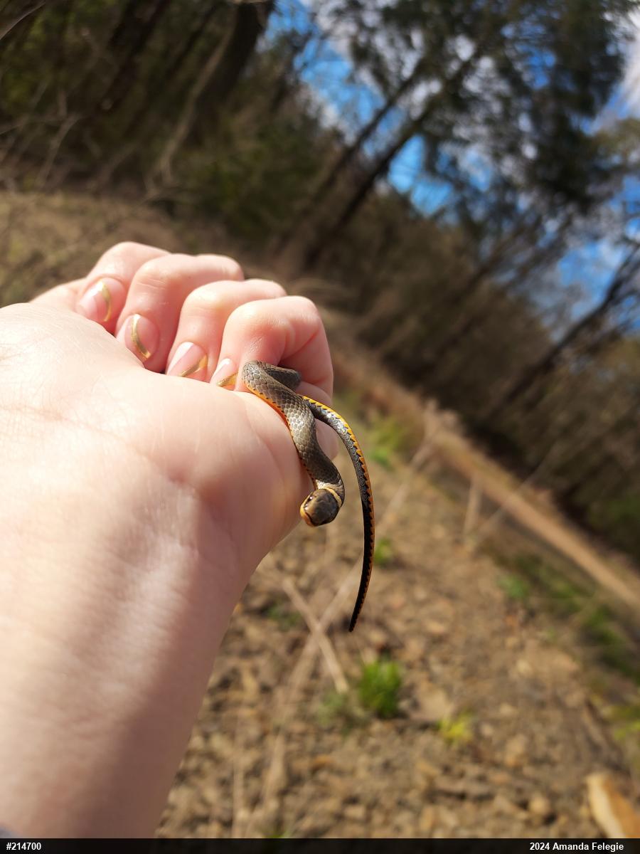 Northern Ring-necked Snake