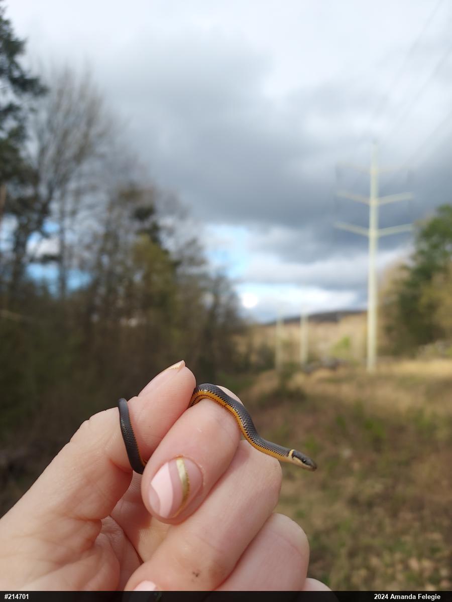 Northern Ring-necked Snake