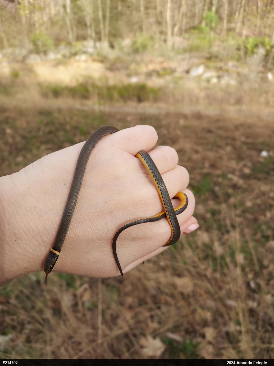 Northern Ring-necked Snake