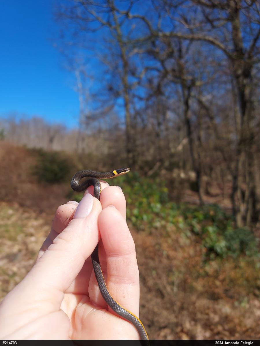 Northern Ring-necked Snake