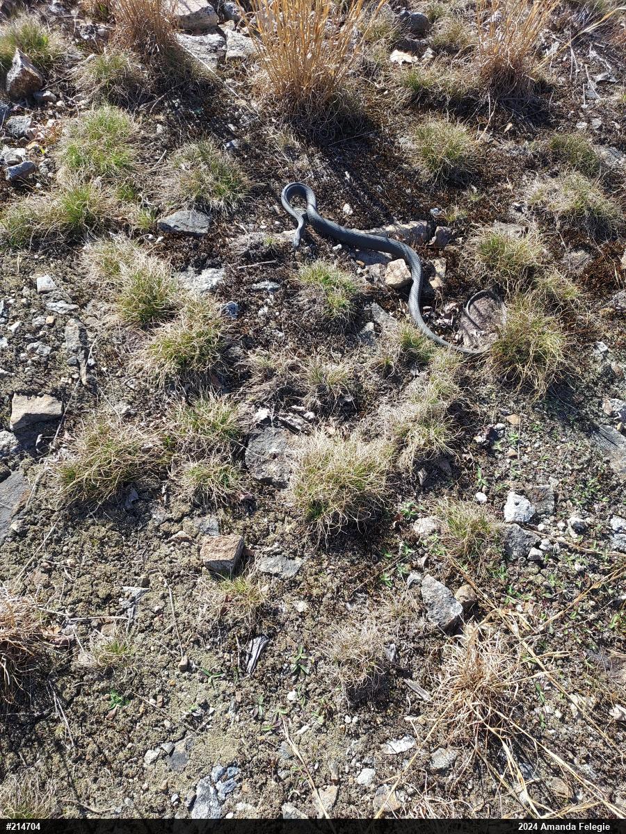 Northern Black Racer