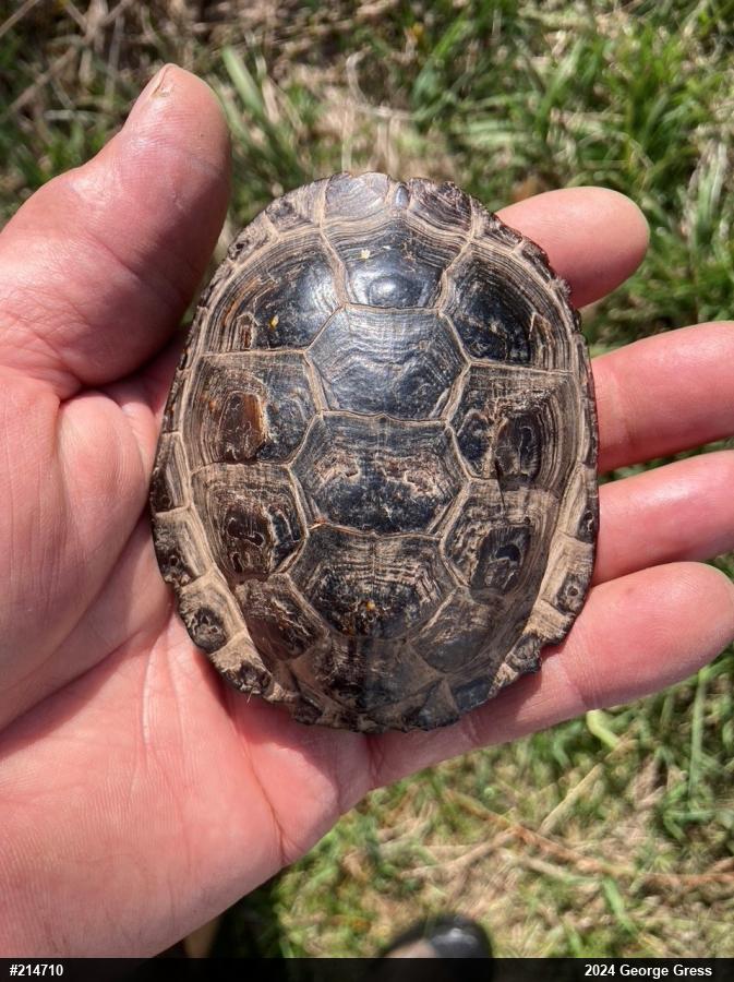 Spotted Turtle