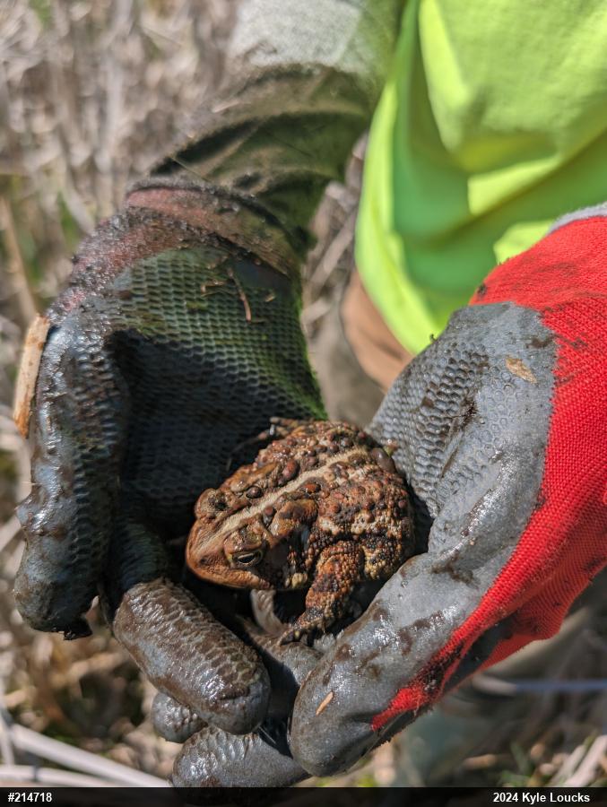 Eastern American Toad