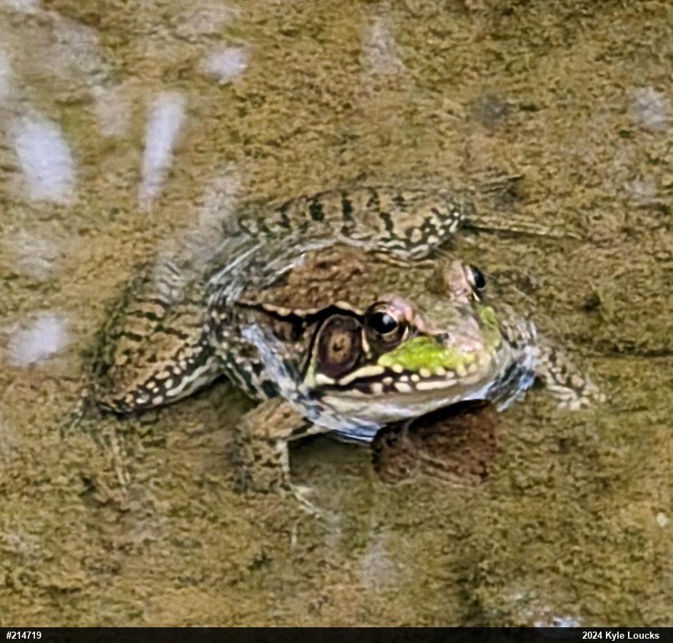 Green Frog