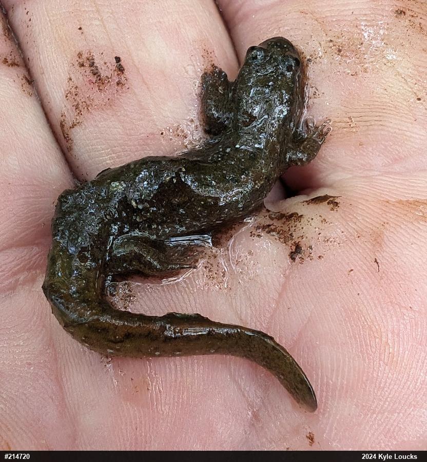 Northern Dusky Salamander