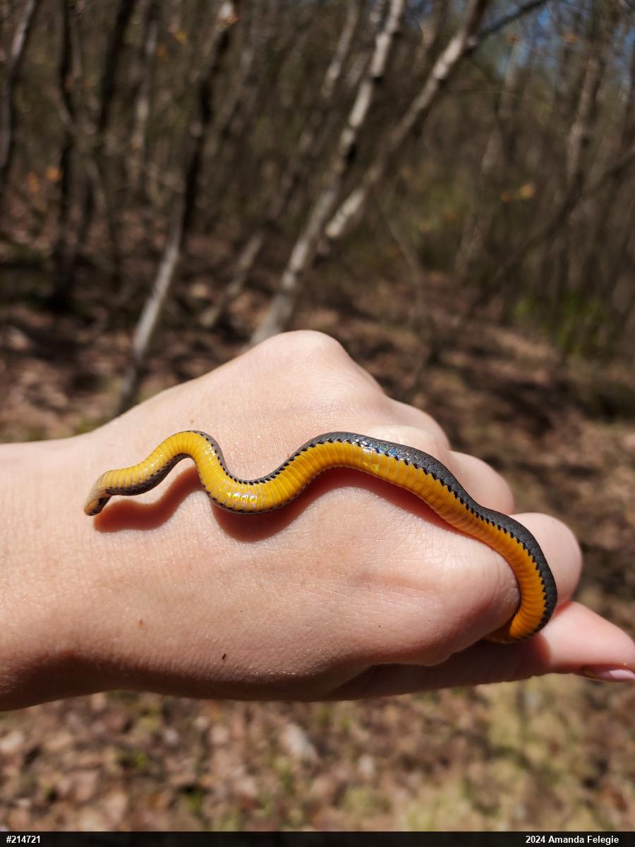 Northern Ring-necked Snake