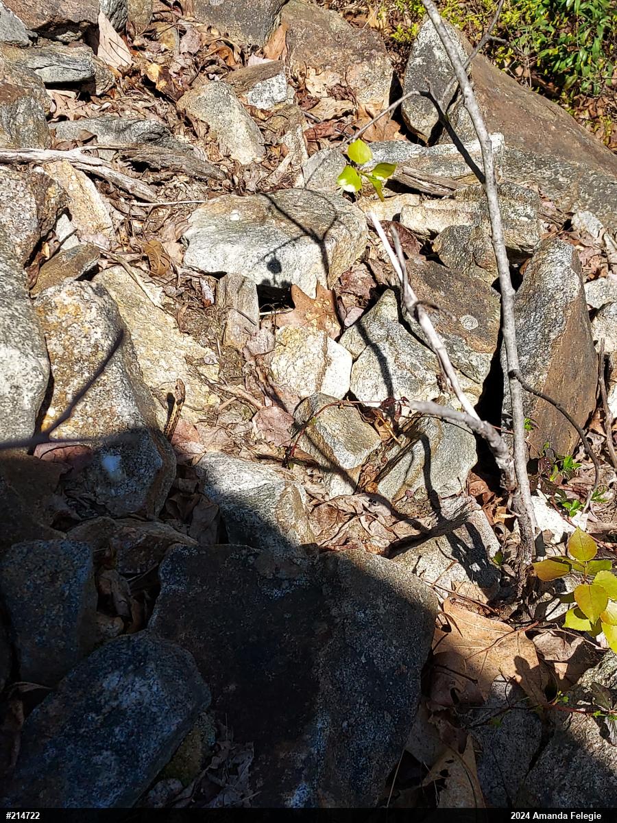 Eastern Gartersnake