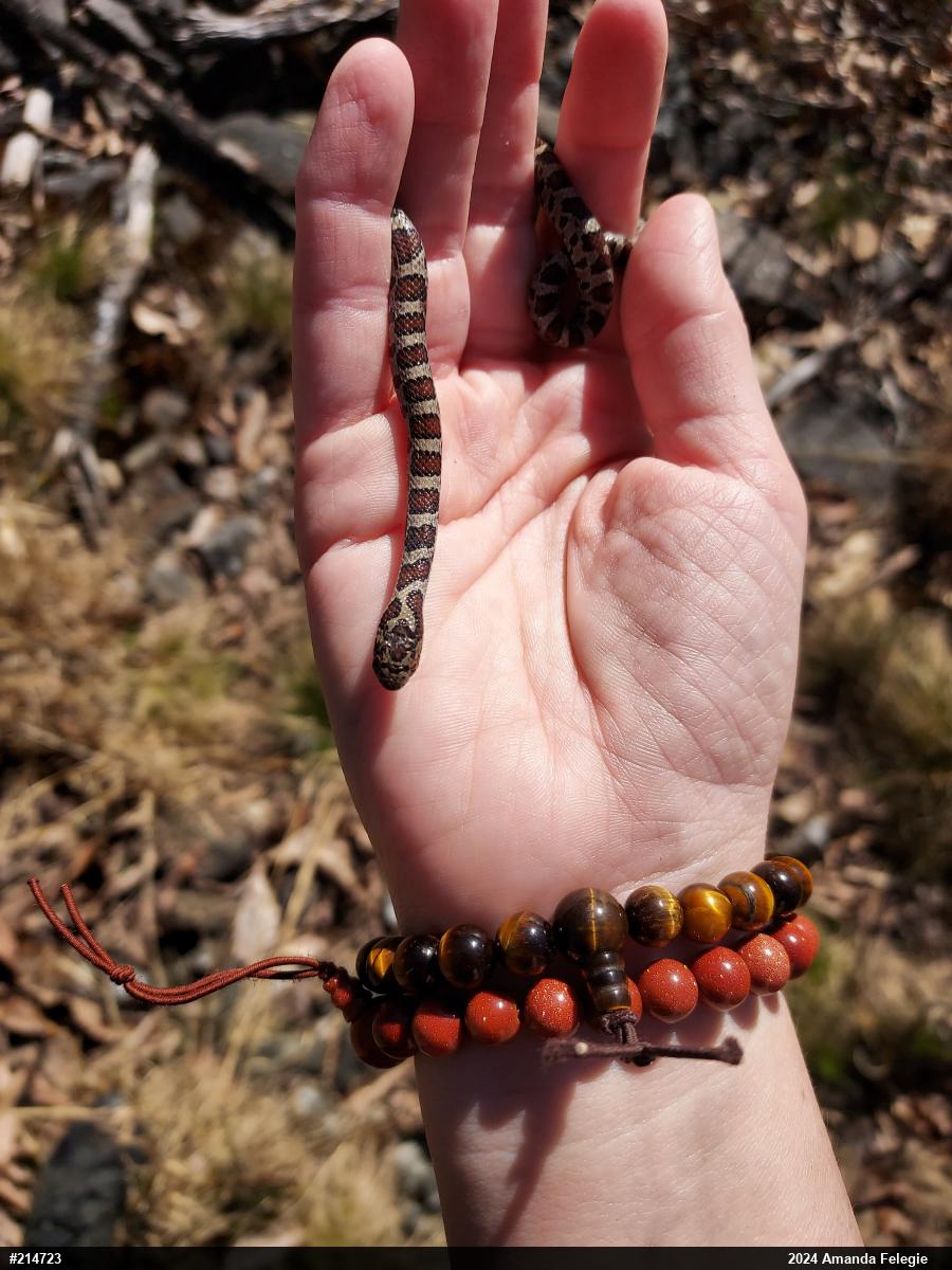 Eastern Milksnake