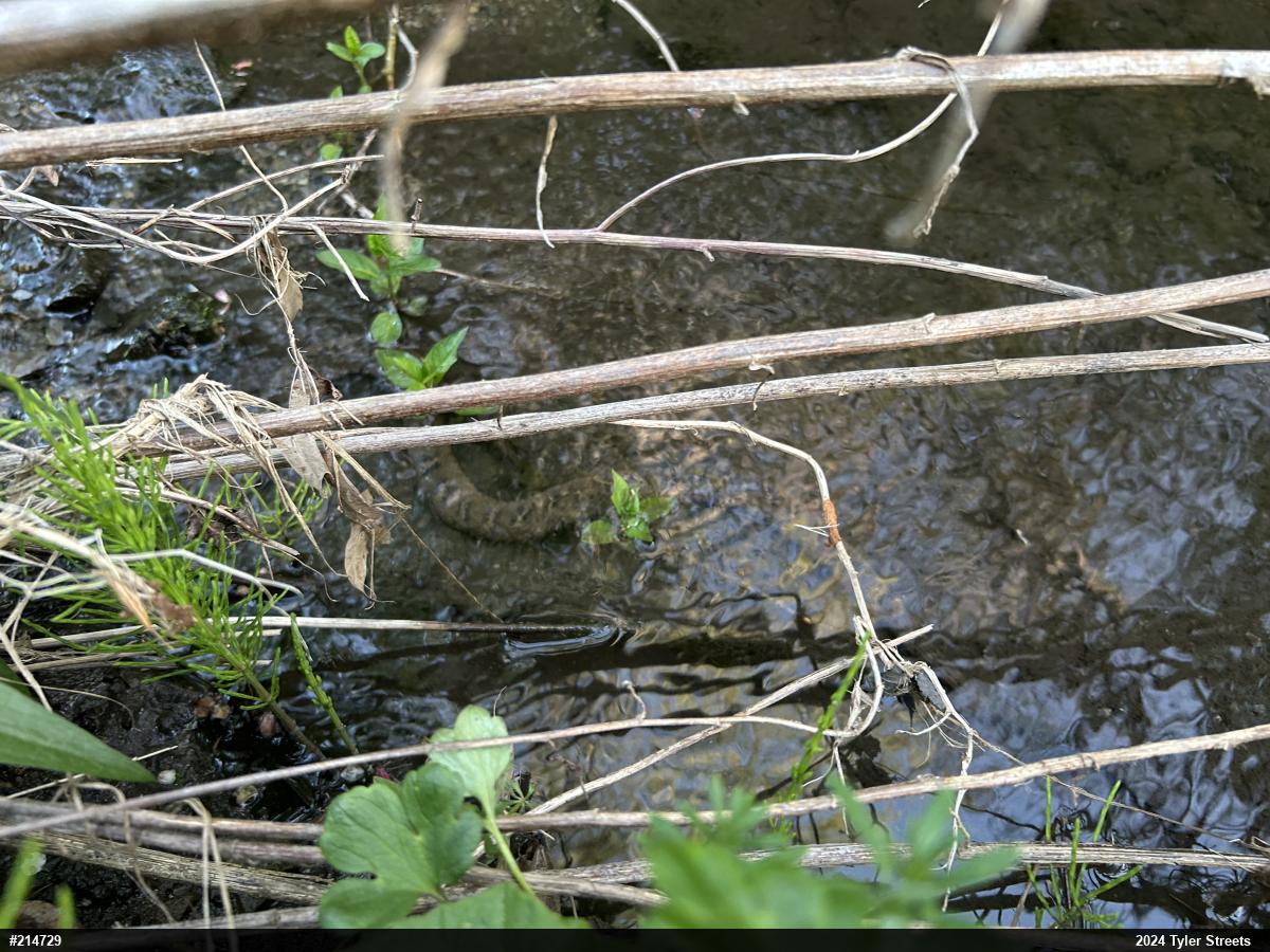 Northern Watersnake