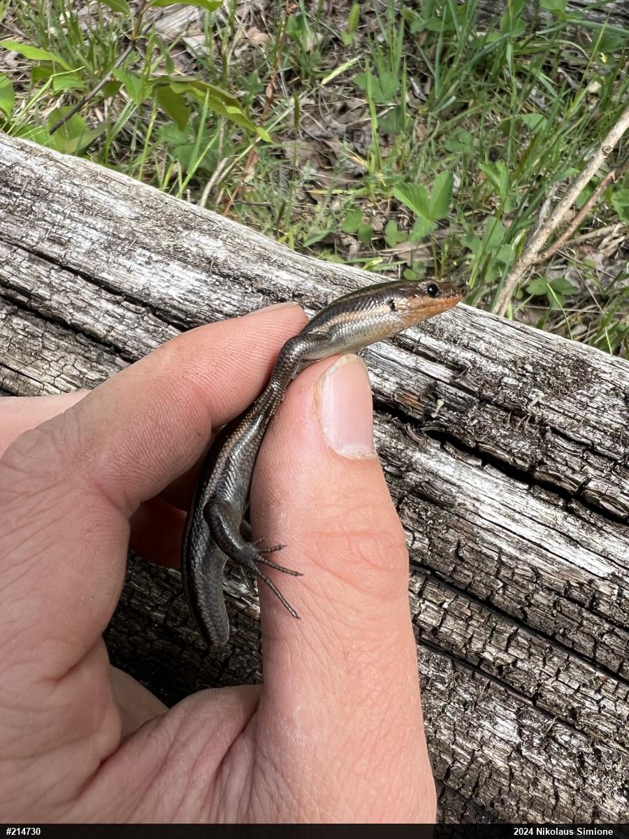 Common Five-lined Skink